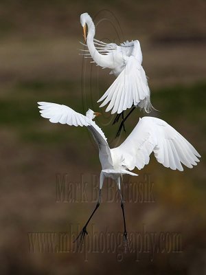 _MG_3138 Great Egret.jpg