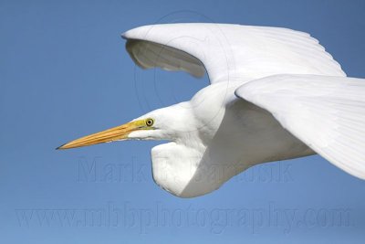 _MG_0843 Great Egret.jpg