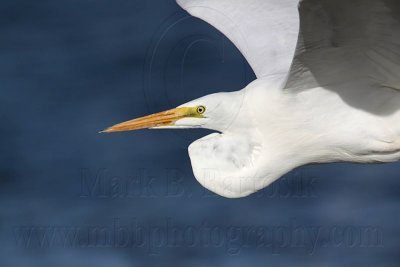 _MG_1753 Great Egret.jpg