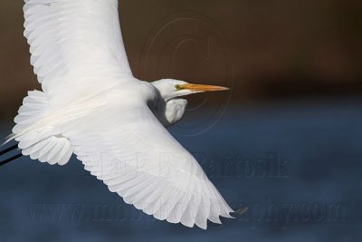 _MG_1919 Great Egret.jpg