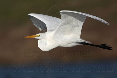 _MG_2993 Great Egret.jpg