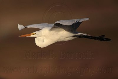_MG_3612 Great Egret.jpg