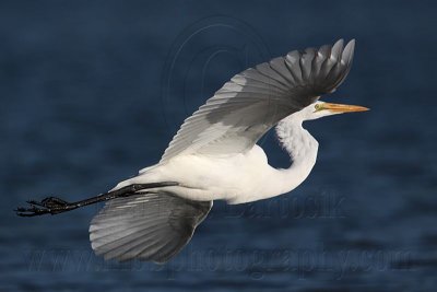 _MG_5574 Great Egret.jpg