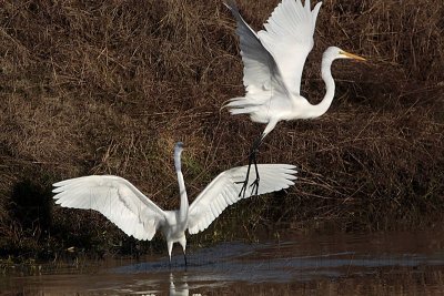 _MG_2936 Great Egret.jpg