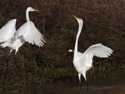 _MG_2999 Great Egret.jpg