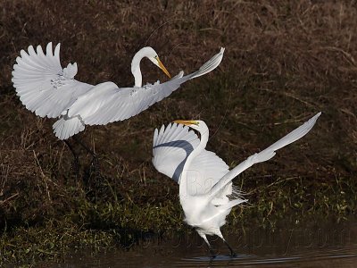 _MG_3000 Great Egret.jpg