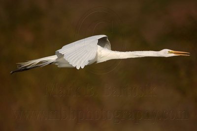 Great Egret - on the wing - aggressive pursuits