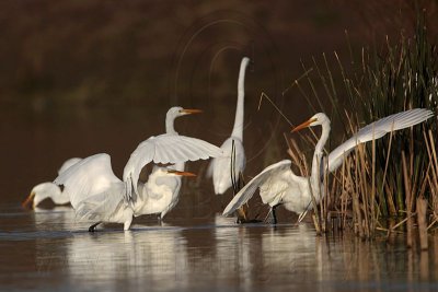_MG_9012 Great Egret.jpg