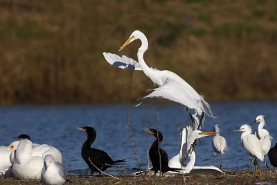 _MG_5475 Great Egret.jpg