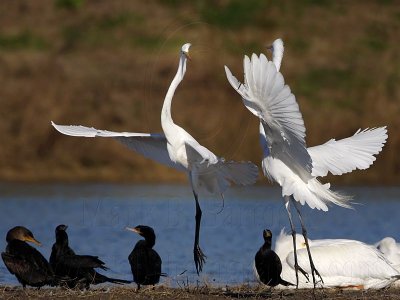 _MG_5704 Great Egret.jpg