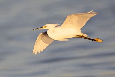 _MG_1980 Snowy Egret.jpg