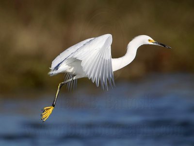 _MG_2547 Snowy Egret.jpg