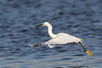 _MG_7118 Snowy Egret.jpg