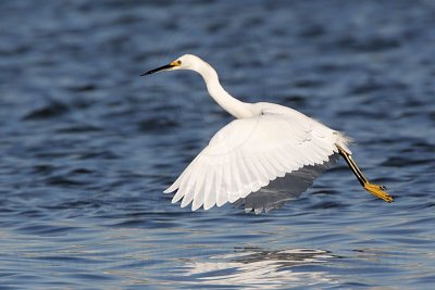 _MG_7127 Snowy Egret.jpg