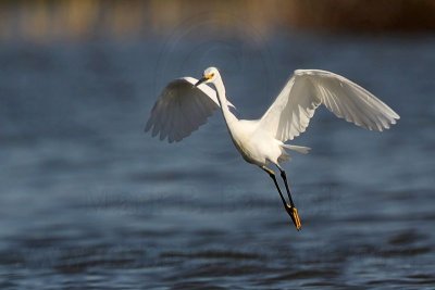 _MG_7168 Snowy Egret.jpg