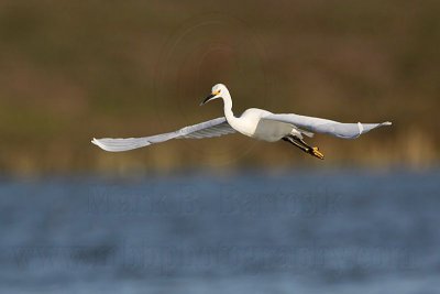 _MG_7180 Snowy Egret.jpg