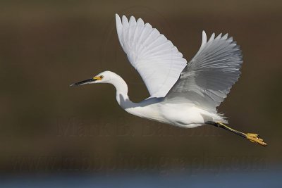 _MG_7202 Snowy Egret.jpg