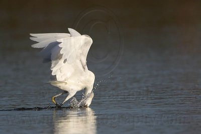 _MG_5895 Snowy Egret.jpg