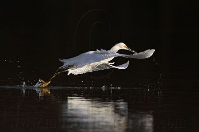 _MG_6065 Snowy Egret.jpg