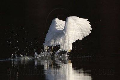 _MG_6077 Snowy Egret.jpg