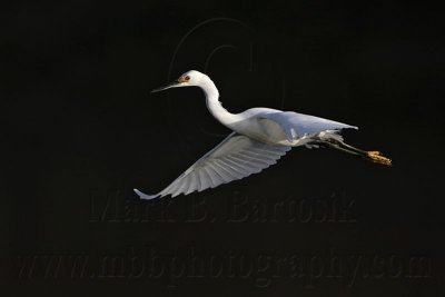 _MG_6219 Snowy Egret.jpg