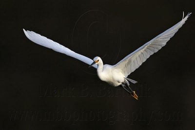 _MG_6432 Snowy Egret.jpg