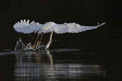 Snowy Egret - Art in Aerial Foraging