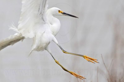 _MG_7605 Snowy Egret.jpg