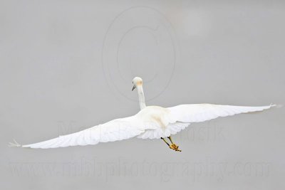 _MG_7707 Snowy Egret.jpg