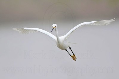 _MG_8683 Snowy Egret.jpg