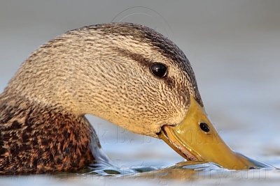 Possible Mexican Duck (Anas diazi) – Upper Texas Coast