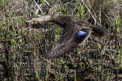 Possible American Black Duck (Anas rubripes) – Upper Texas Coast