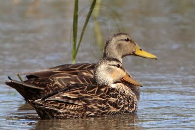 _MG_3654 Mottled Duck.jpg