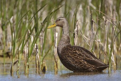 _MG_3838 Mottled Duck.jpg