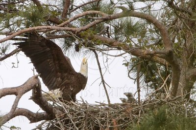 Bald Eagle – Head-Throwback Display when calling with raised wings– on nest - March 2010