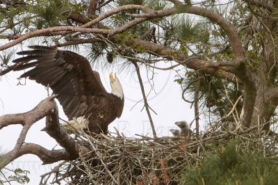 _MG_6855 Bald Eagle.jpg