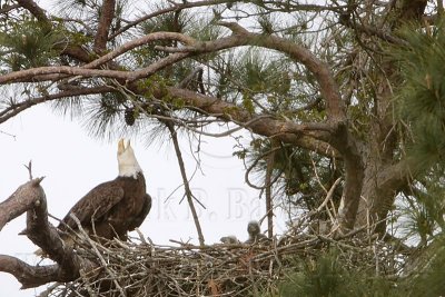 _MG_6874 Bald Eagle.jpg