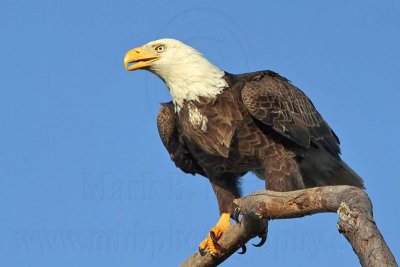 _MG_8473 Bald Eagle.jpg