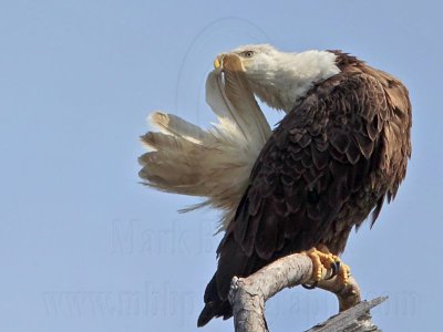 _MG_3706 Bald Eagle.jpg