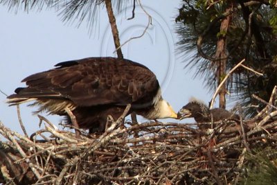 Bald Eagle – Feeding young - March 2010