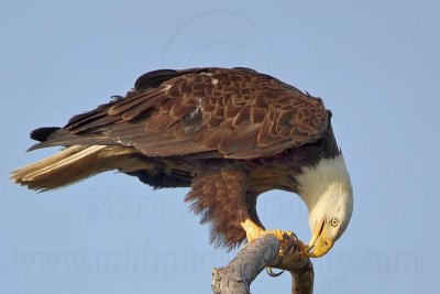 Bald Eagle – Cleaning bill - March 2010