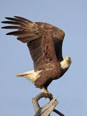 Bald Eagle – Taking off from perch – Baytown March 2010