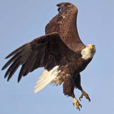 Bald Eagle – On the wing - March 2010