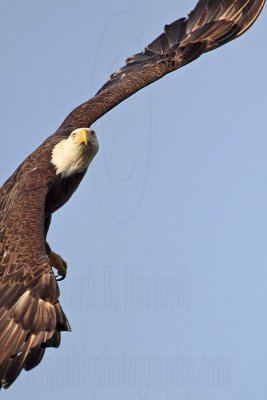 _MG_6338 Bald Eagle.jpg
