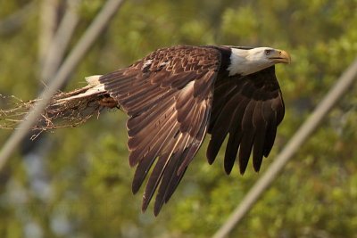 _MG_6440 Bald Eagle.jpg