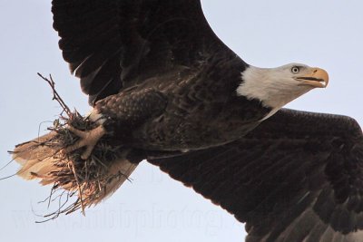 _MG_6610 Bald Eagle.jpg