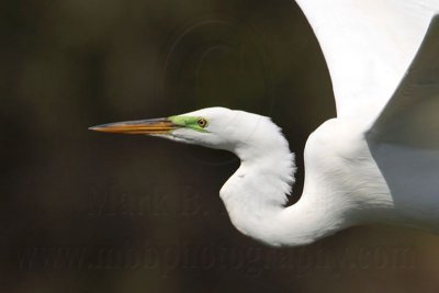 _MG_0065crop Great Egret.jpg