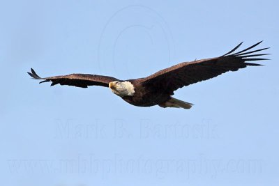 _MG_0234 Bald Eagle.jpg