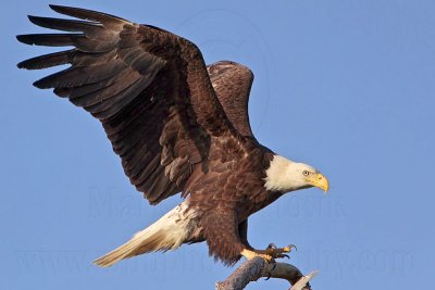 _MG_0256 Bald Eagle.jpg