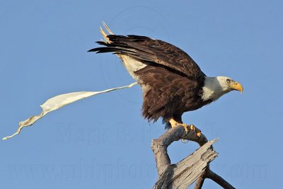 Bald Eagle – Defecating on perch - March 2010
